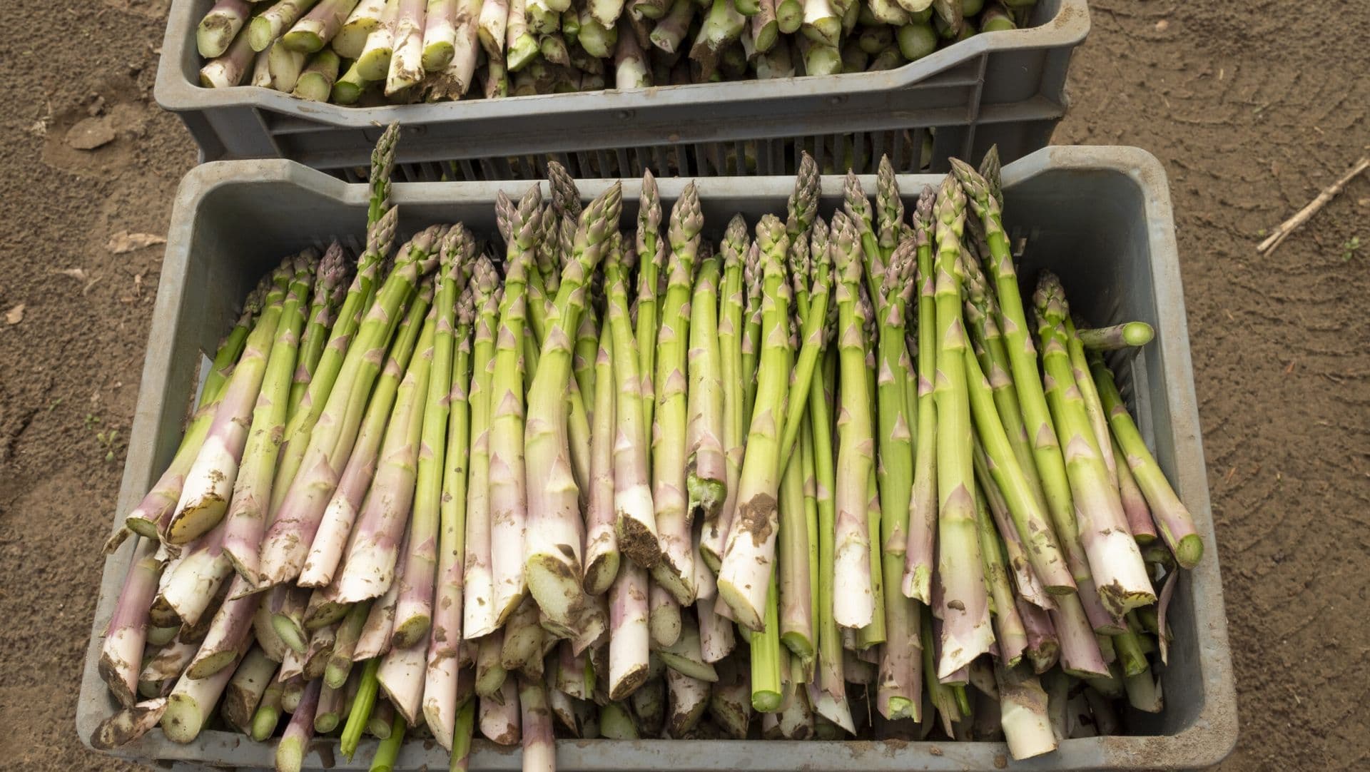 Asparges pakket i bakker